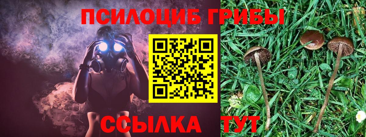 Псилоцибиновые грибы Psilocybine cubensis Санкт-Петербург
